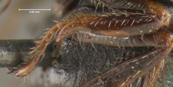 Media type: image;   Entomology 24870 Aspect: front tibia